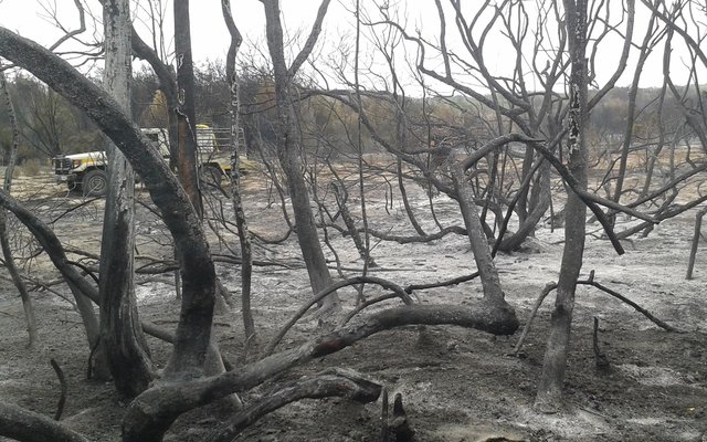 Photo: Platbos Forestry